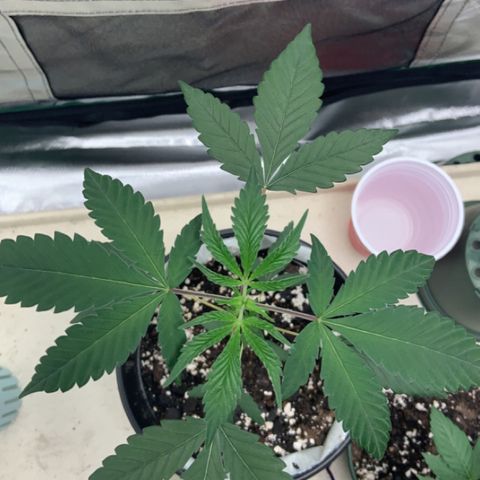 Cookie growlog timeline photo