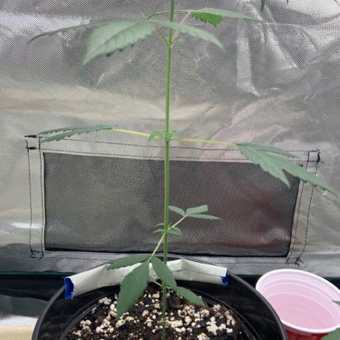 Cookie growlog timeline photo