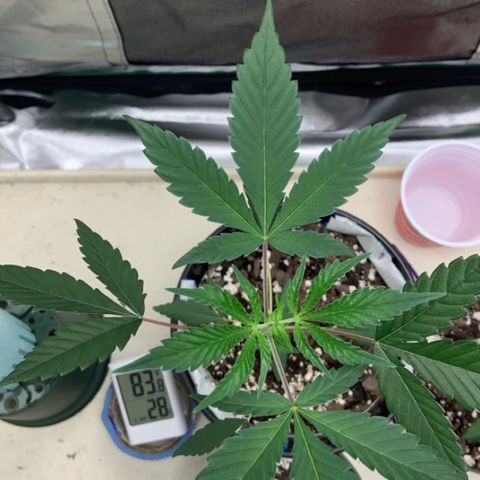 Cookie growlog timeline photo