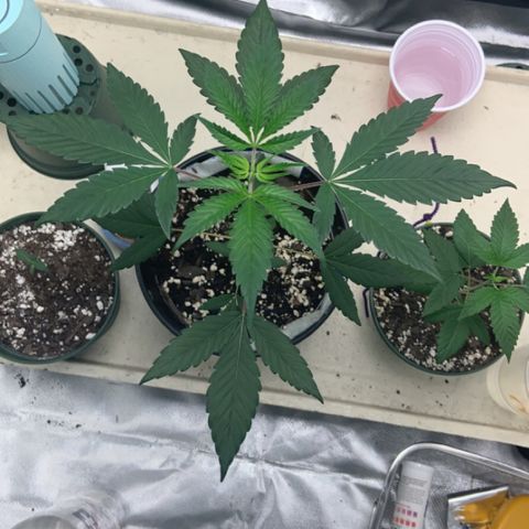 Cookie growlog timeline photo