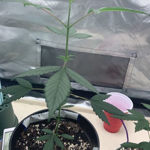 Cookie growlog timeline photo
