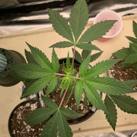 Cookie growlog timeline photo