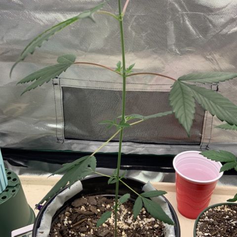 Cookie growlog timeline photo