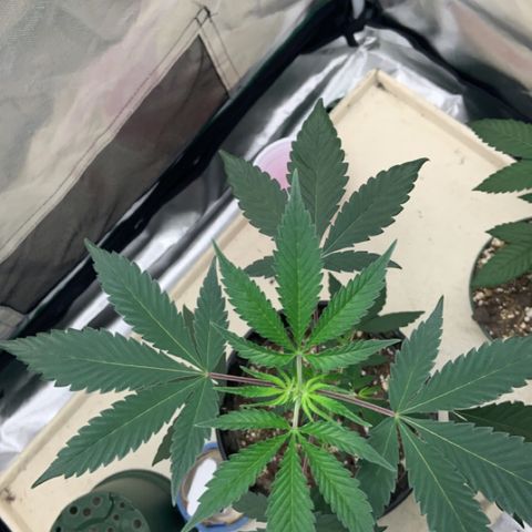 Cookie growlog timeline photo