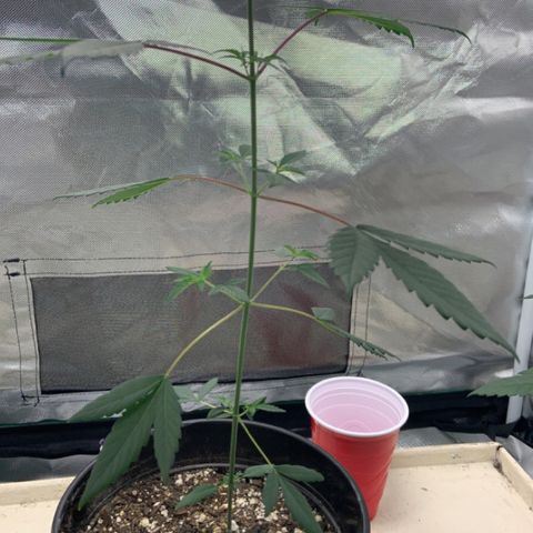 Cookie growlog timeline photo