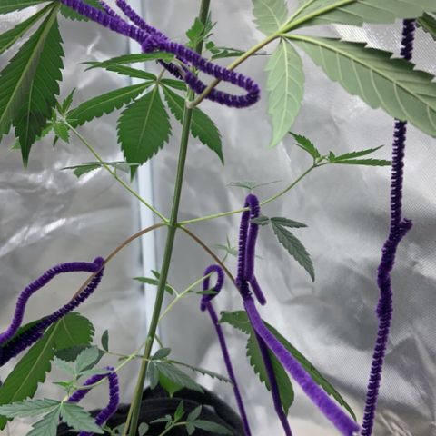 Cookie growlog timeline photo