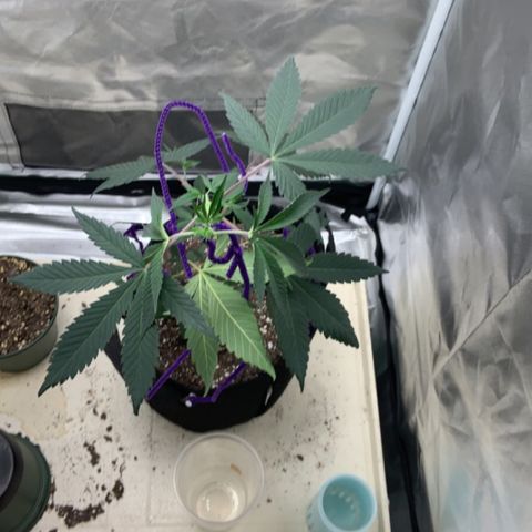 Cookie growlog timeline photo