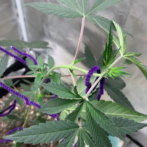 Cookie growlog timeline photo