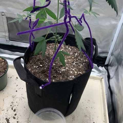 Cookie growlog timeline photo