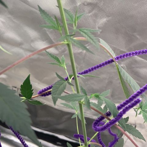 Cookie growlog timeline photo