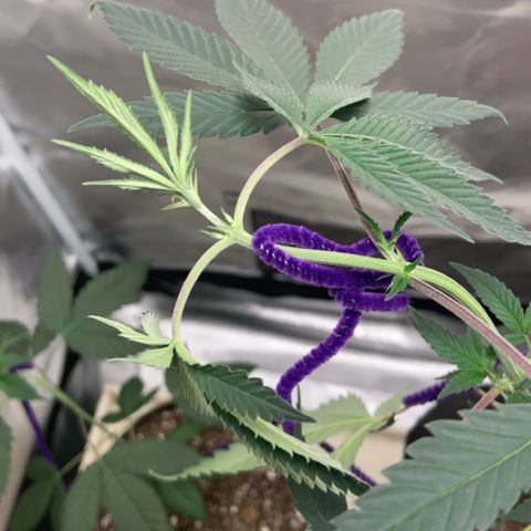 Cookie growlog timeline photo