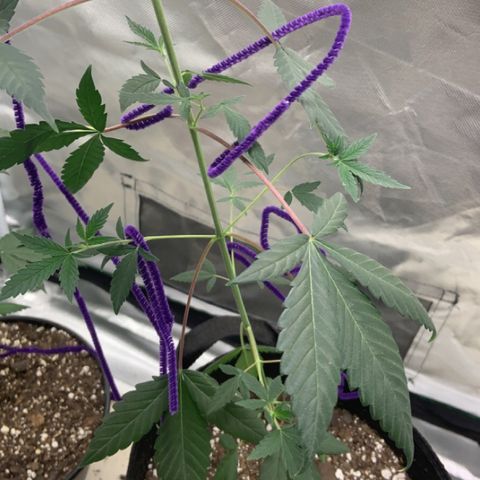 Cookie growlog timeline photo