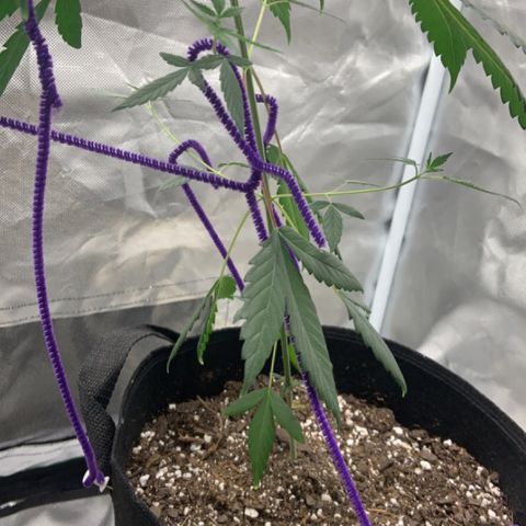 Cookie growlog timeline photo