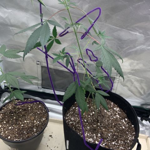 Cookie growlog timeline photo