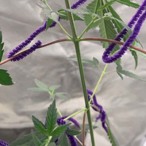 Cookie growlog timeline photo