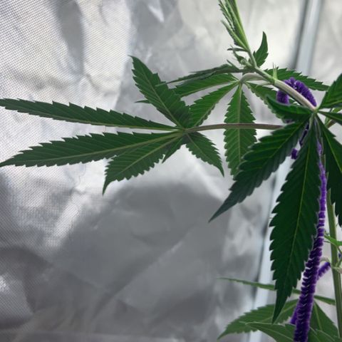 Cookie growlog timeline photo