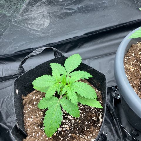 Donkey Kong growlog timeline photo