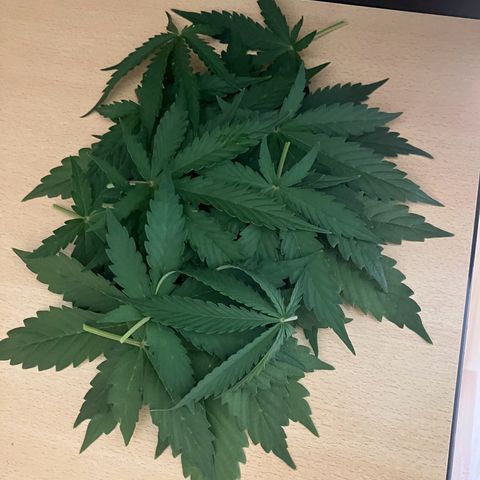 Donkey Kong growlog photo: Entlaubumg 