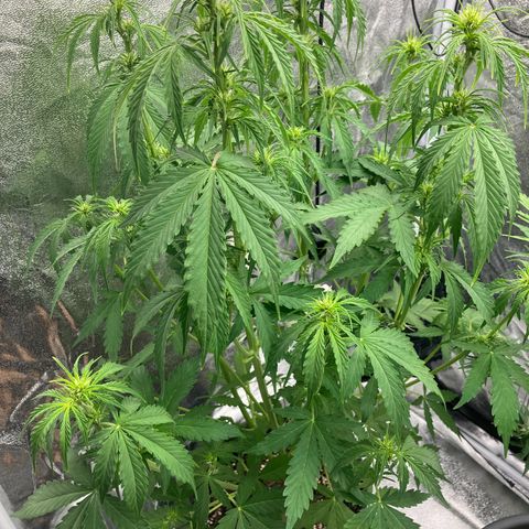 Donkey Kong growlog photo: Entlaubumg 