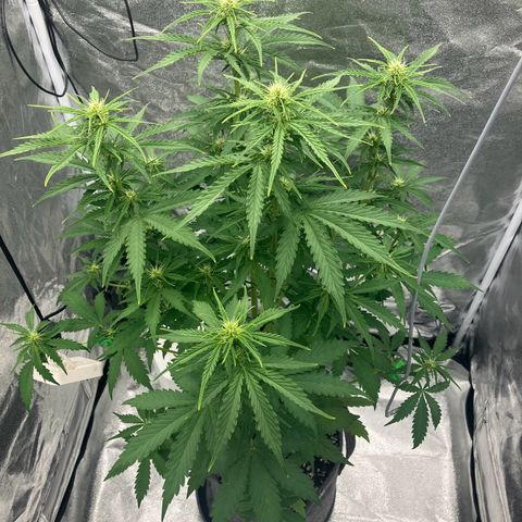Donkey Kong growlog timeline photo