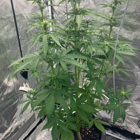 Donkey Kong growlog timeline photo