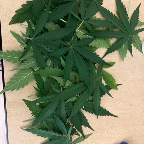Donkey Kong growlog photo: Ein wenig lollypop + scrog Netz Installation.
Die Pflanze macht einen glücklichen Eindruck ☺️
