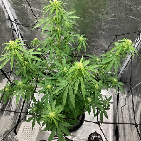 Donkey Kong growlog photo: Ein wenig lollypop + scrog Netz Installation.
Die Pflanze macht einen glücklichen Eindruck ☺️