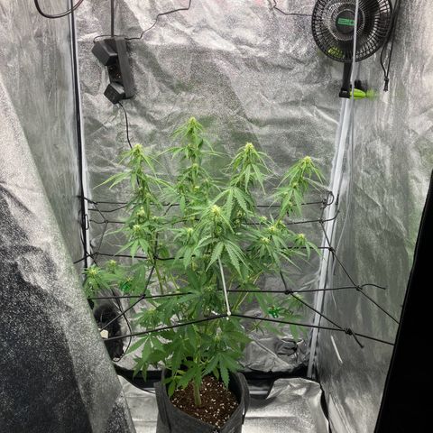 Donkey Kong growlog photo: Ein wenig lollypop + scrog Netz Installation.
Die Pflanze macht einen glücklichen Eindruck ☺️