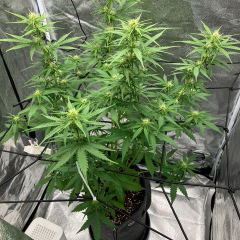 Donkey Kong growlog timeline photo