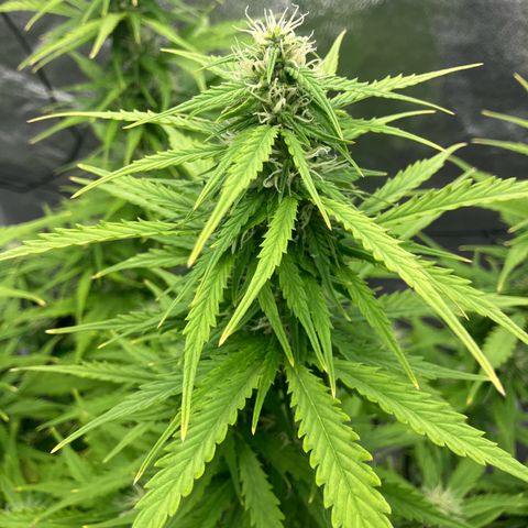 Donkey Kong growlog timeline photo