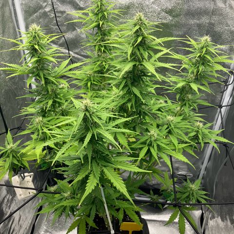 Donkey Kong growlog timeline photo