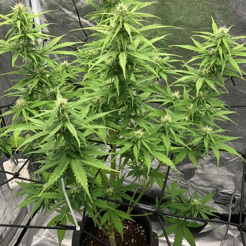 Donkey Kong growlog timeline photo
