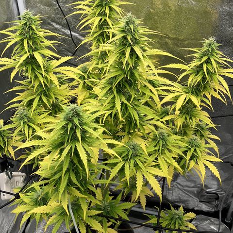 Donkey Kong growlog timeline photo