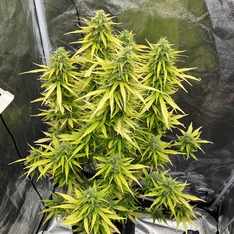 Donkey Kong growlog timeline photo