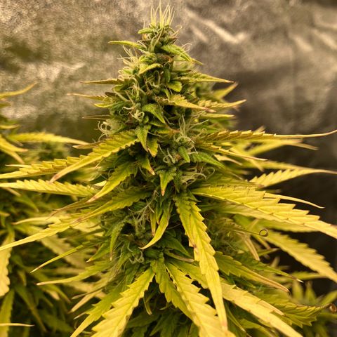 Donkey Kong growlog timeline photo