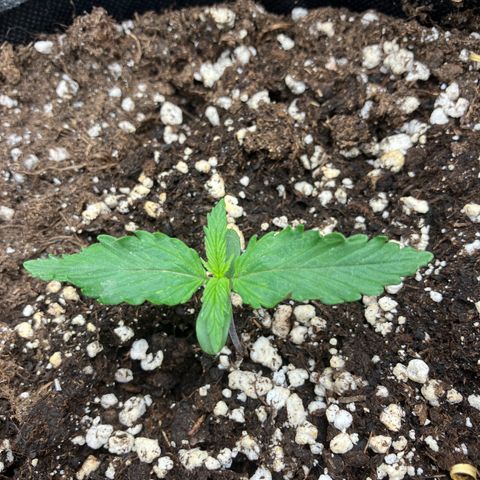 Cassy  growlog timeline photo