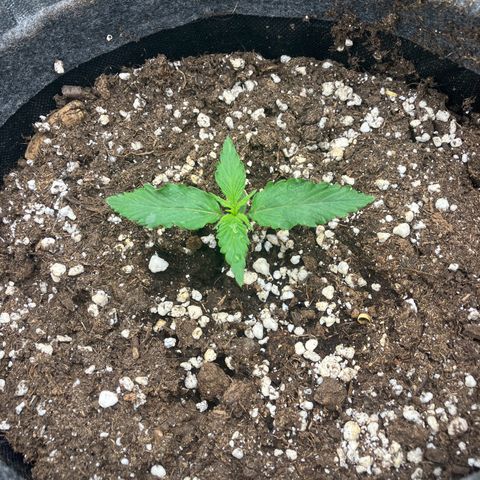 Cassy  growlog timeline photo