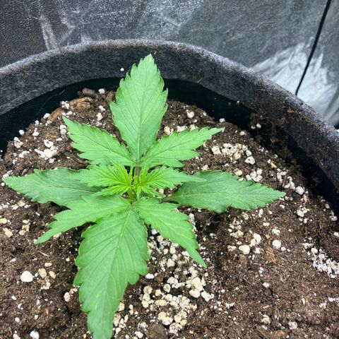 Cassy  growlog timeline photo