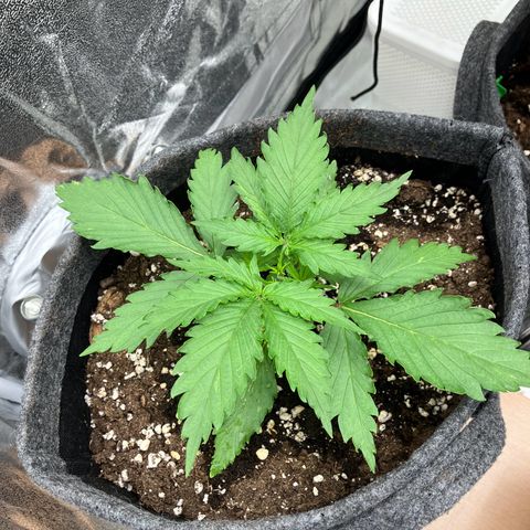 Cassy  growlog timeline photo