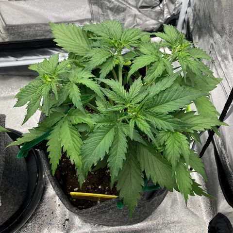 Cassy  growlog timeline photo