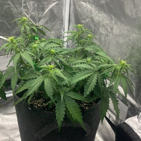 Cassy  growlog timeline photo