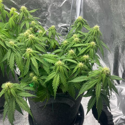 Cassy  growlog timeline photo