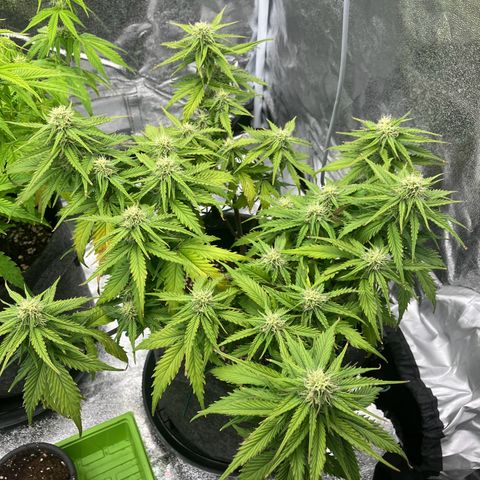 Cassy  growlog timeline photo