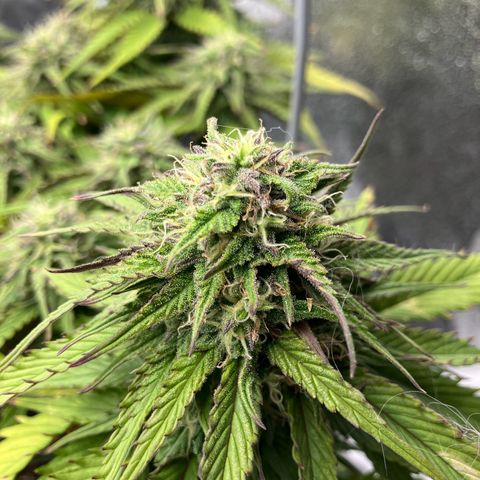 Cassy  growlog timeline photo