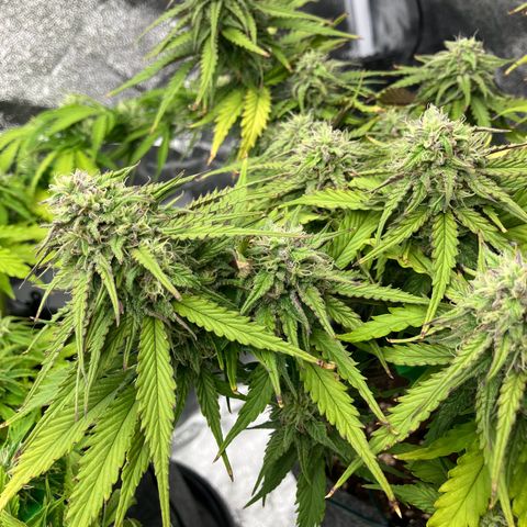 Cassy  growlog timeline photo