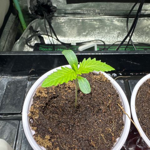  Twisted Terps  growlog timeline photo