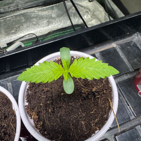  Twisted Terps  growlog timeline photo