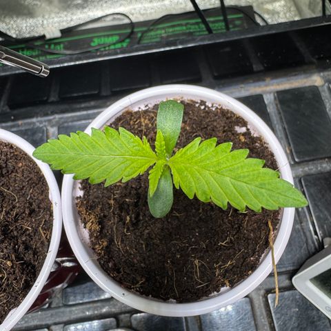  Twisted Terps  growlog timeline photo