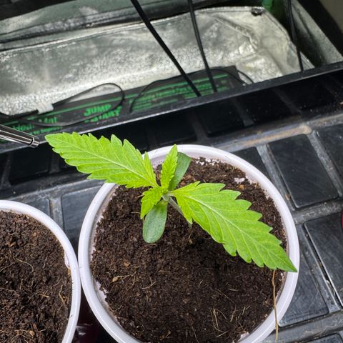  Twisted Terps  growlog timeline photo