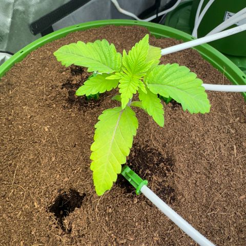  Twisted Terps  growlog timeline photo